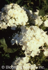 Phlox paniculata 'Fujiyama'