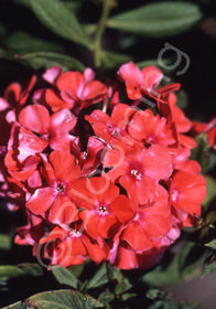 Phlox paniculata 'Orange Perfection'