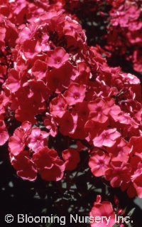 Phlox paniculata 'Sandra'