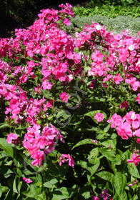 Phlox paniculata 'Starfire'