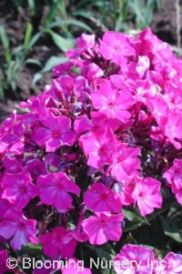 Phlox paniculata 'Starlight'