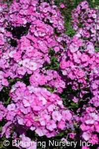 Phlox paniculata 'The King'                       