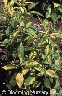 Solidago flexicaulis 'Variegata'                  