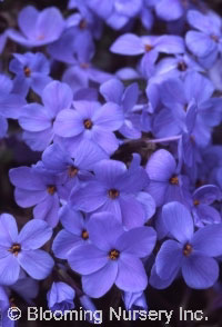 Phlox stolonifera 'Blue Ridge'