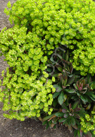 Euphorbia x martinii 'Blackbird'