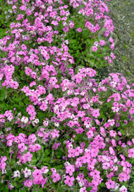 Phlox stolonifera 'Home Fires'