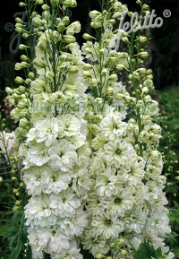 Delphinium New Millennium 'Green Twist'