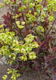 Euphorbia x martinii 'Red Martin'