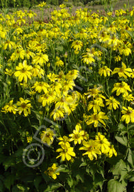 Rudbeckia laciniata 'Herbstsonne' ('Autumn Sun')