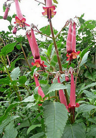 Phygelius x rectus 'African Queen'