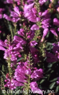 Physostegia virginiana 'Vivid'                    