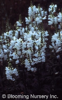 Physostegia v. 'Summer Snow'