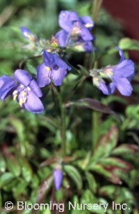 Polemonium caeruleum                              