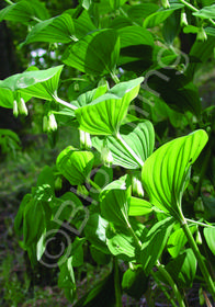 Polygonatum biflorum