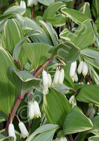 Polygonatum odoratum 'Variegatum'