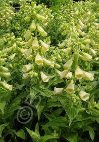 Digitalis grandiflora 'Carillon'