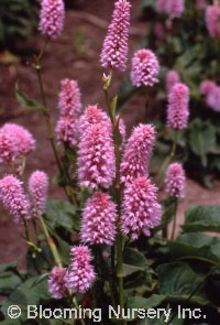 Persicaria bistorta 'Superbum'