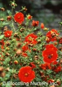 Potentilla atrosanguinea 'Gibson's Scarlet'       