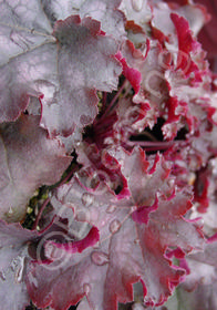 Heuchera 'Can Can'