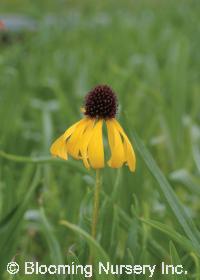 Echinacea paradoxa