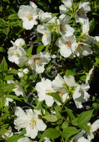 Philadelphus agryrocalyx