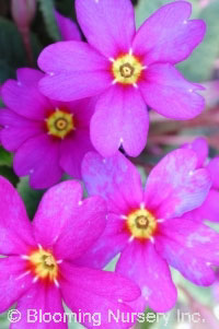 Primula x juliae 'Wanda'