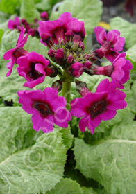 Primula japonica 'Miller's Crimson'