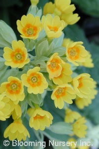 Primula veris                                     