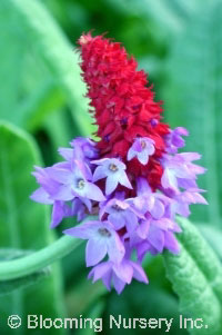 Primula viallii                                   