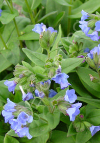 Pulmonaria angustifolia 'Azurea'