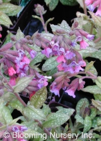 Pulmonaria saccharata 'Mrs. Moon'                 