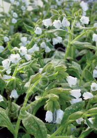 Pulmonaria saccharata 'Sissinghurst White'