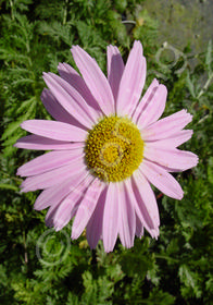 Tanacetum coccineum 'Double Market'