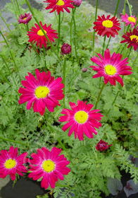 Tanacetum coccineum 'Robinson's Red'