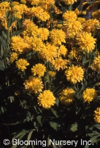 Rudbeckia laciniata 'Gold Drop'                   