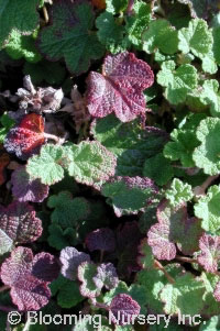 Rubus pentalobus                               