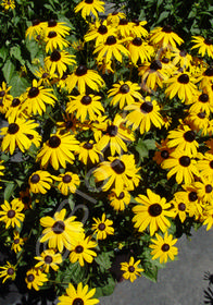 Rudbeckia fulgida 'Goldsturm'