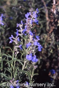 Salvia azurea ssp. pitcheri 'Nekan'