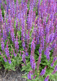 Salvia nemorosa 'East Friesland' ('Ostfriesland')