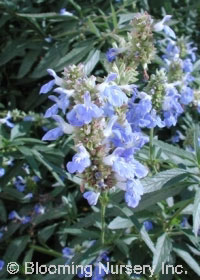 Salvia uliginosa                                  