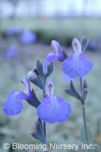 Salvia chamaedryoides                             
