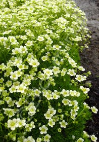 Saxifraga hypnoides