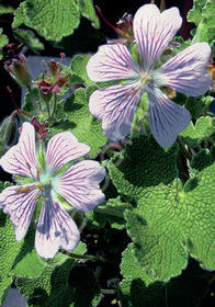 Geranium renardii 'Tschelda'