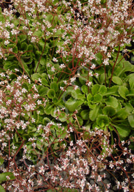 Saxifraga x urbium 'London Pride'