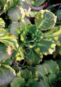 Saxifraga x urbium 'Aurea-punctata'