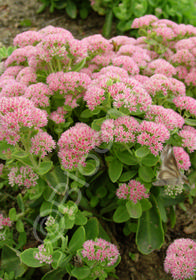 Sedum spectabile 'Autumn Fire'