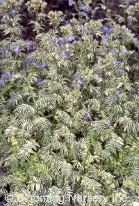 Polemonium caeruleum 'Brise d'Anjou'              