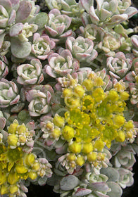 Sedum 'Silver Moon'