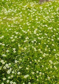 Sagina subulata 'Aurea'