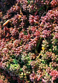 Sedum album 'Coral Carpet'